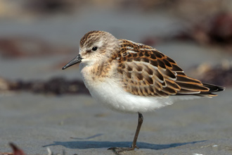 Småsnäppa / Little Stint 