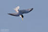 Smtrna /  Little Tern Sterna albifrons  