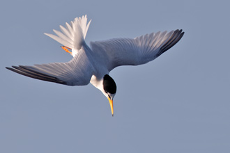 Småtärna / Little Tern 