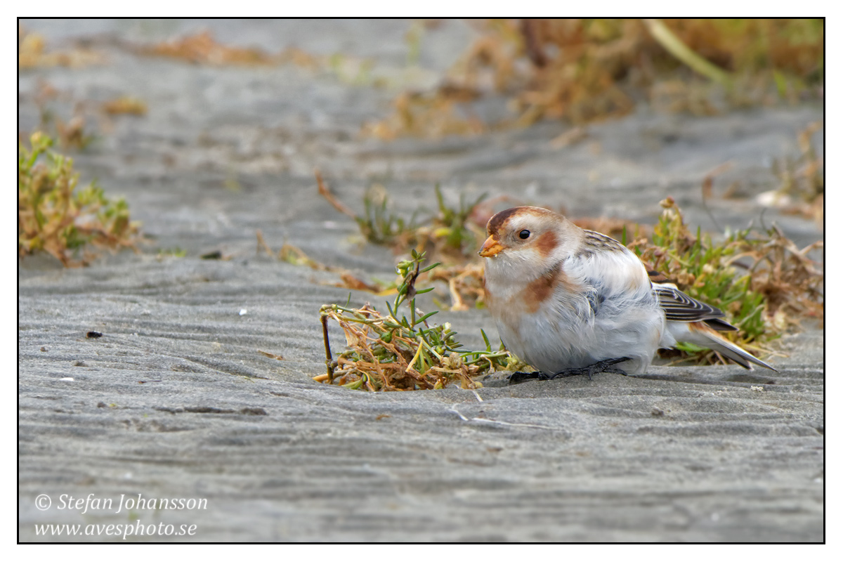 Snsparv / Snow Bunting  Plectrophenax nivalis 