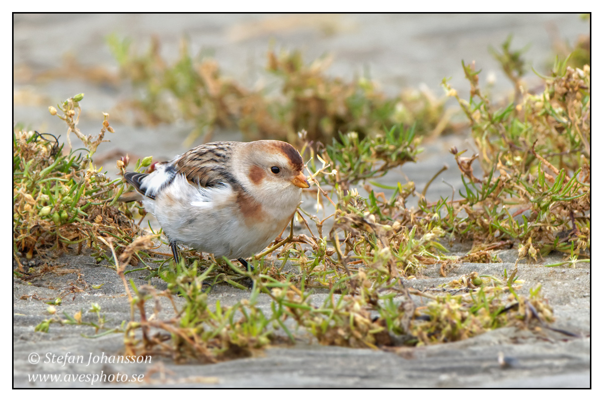 Snsparv / Snow Bunting  Plectrophenax nivalis 