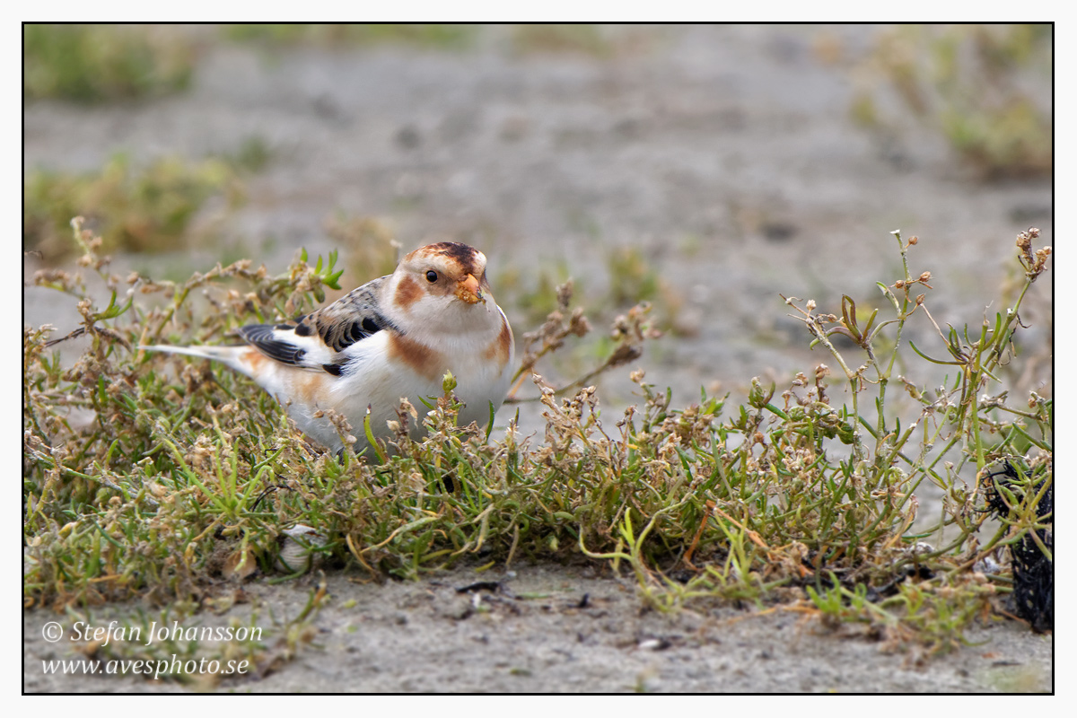 Snsparv / Snow Bunting  Plectrophenax nivalis 