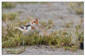 Snsparv / Snow Bunting  Plectrophenax nivalis 