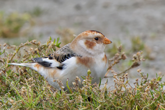 Snösparv / Snow Bunting