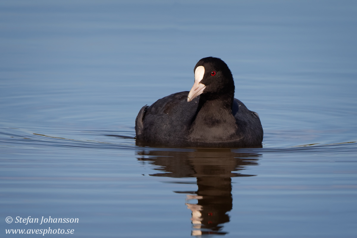 Sothna / Coot Fulica atra 