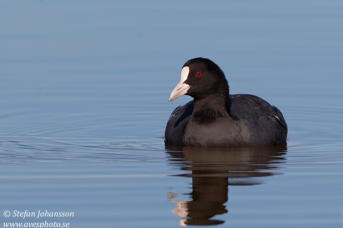 Sothna / Coot Fulica atra 