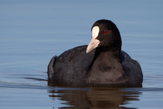 Sothöna / Coot 