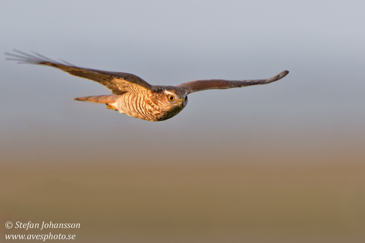 Sparvhk / Sparrowhawk Accipiter nisus 