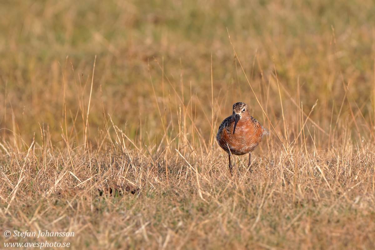 Spovsnppa / Curlew Sandpiper 