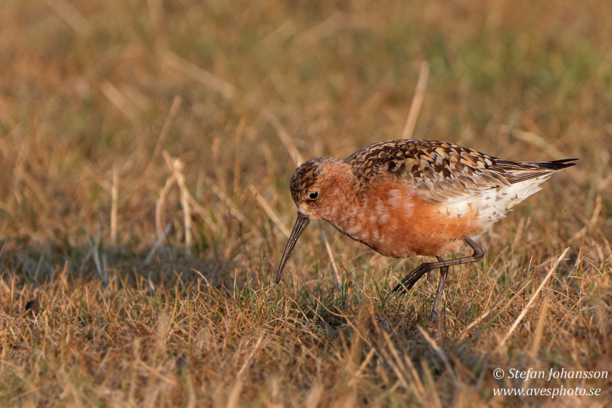 Spovsnppa / Curlew Sandpiper 