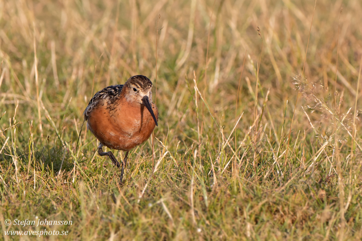 Spovsnppa / Curlew Sandpiper 