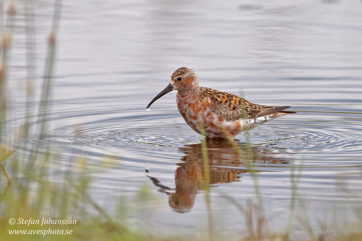 Spovsnppa / Curlew Sandpiper 