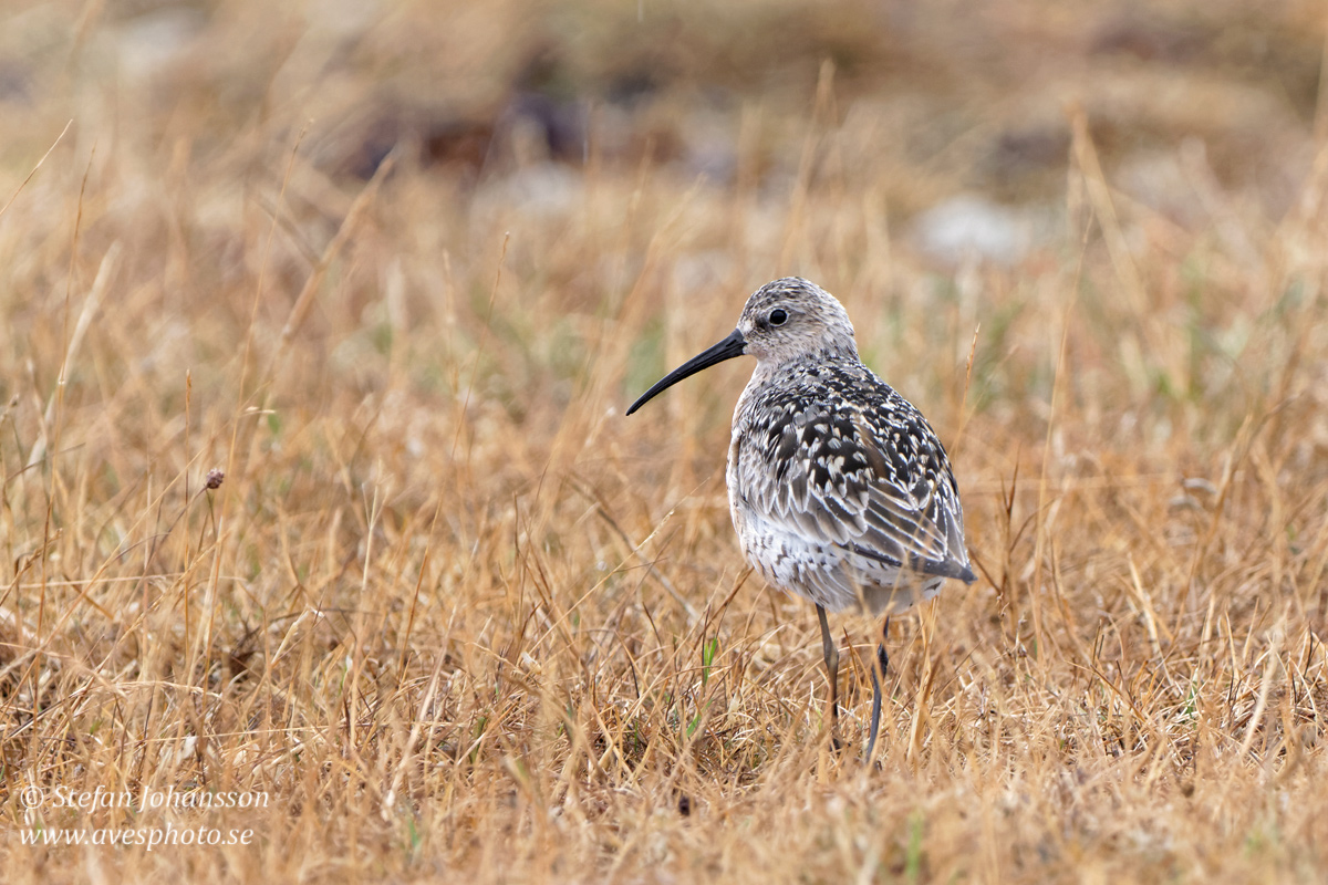 Spovsnppa / Curlew Sandpiper 