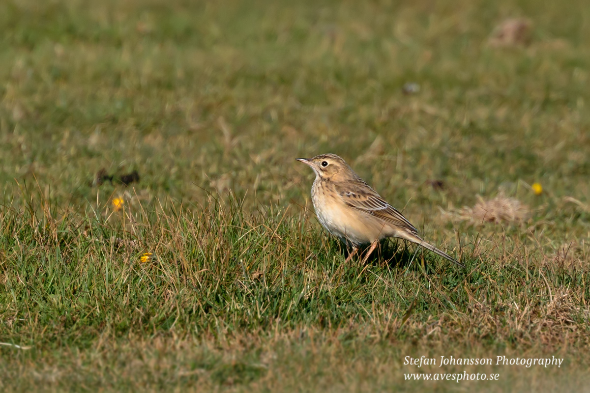 Större piplärka / Richard's Pipit Anthus richardi 