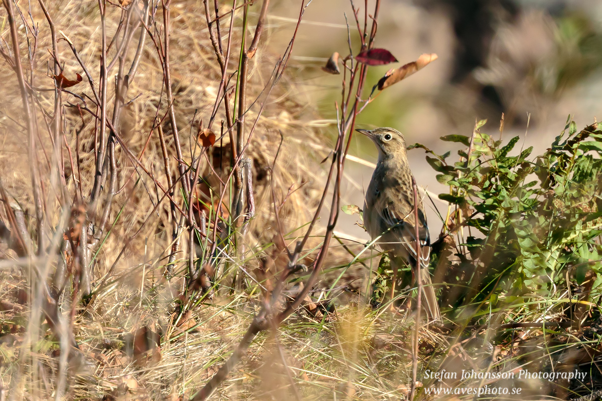 Större piplärka / Richard's Pipit Anthus richardi 