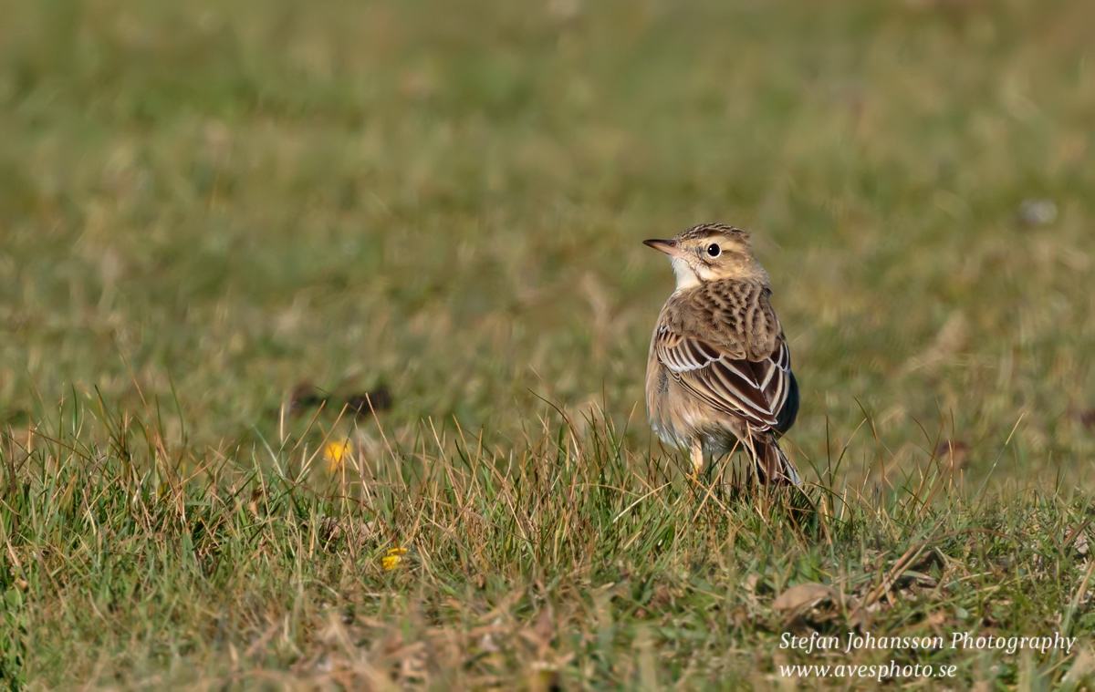 Större piplärka / Richard's Pipit Anthus richardi 