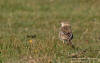 Strre piplrka / Richard's Pipit Anthus richardi 