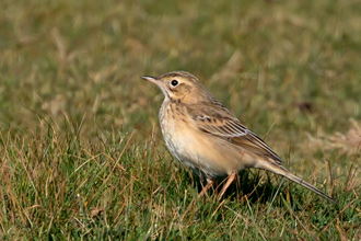 Större piplärka / Richard's Pipit 