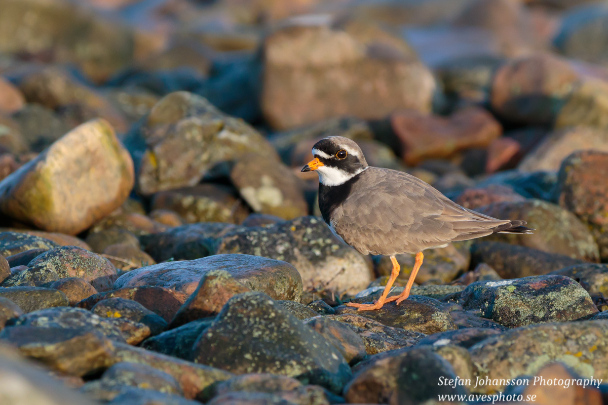 Större strandpipare / Common Ringed Plover Charadrius hiaticula  