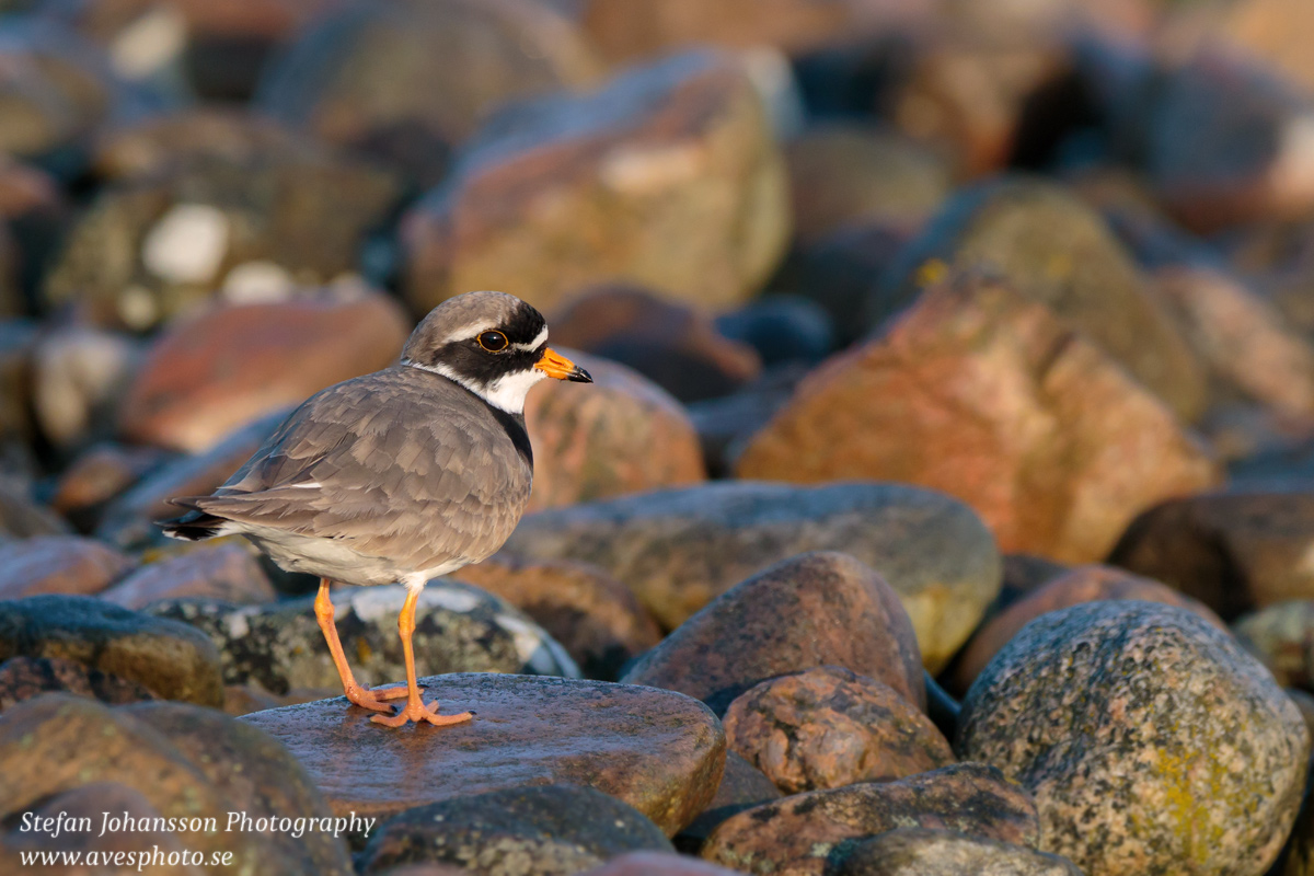 Större strandpipare / Common Ringed Plover Charadrius hiaticula  