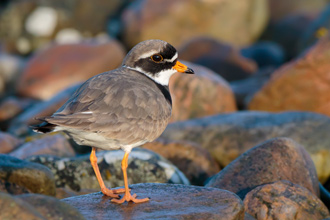 Större strandpipare / Common Ringed Plover