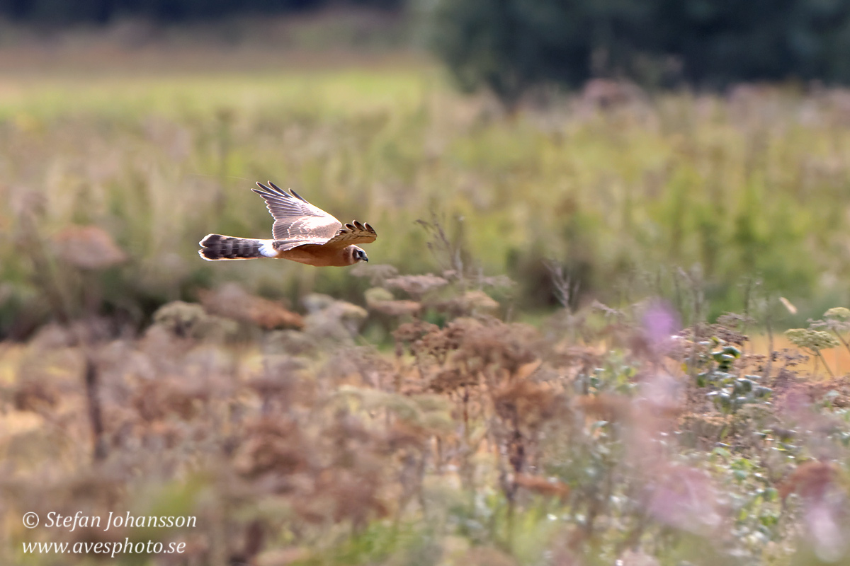 Stpphk / Pallid Harrier Circus macrourus