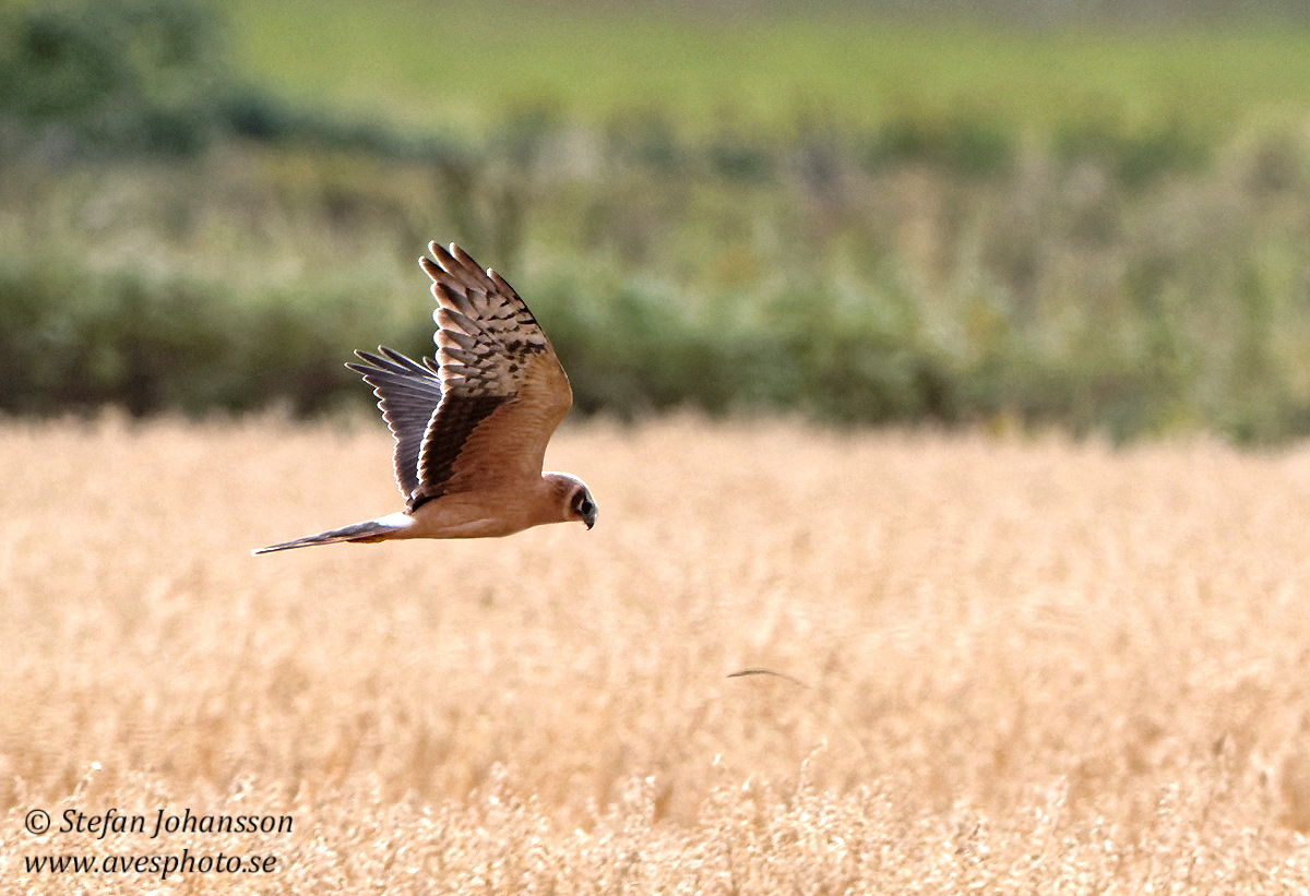 Stpphk / Pallid Harrier Circus macrourus