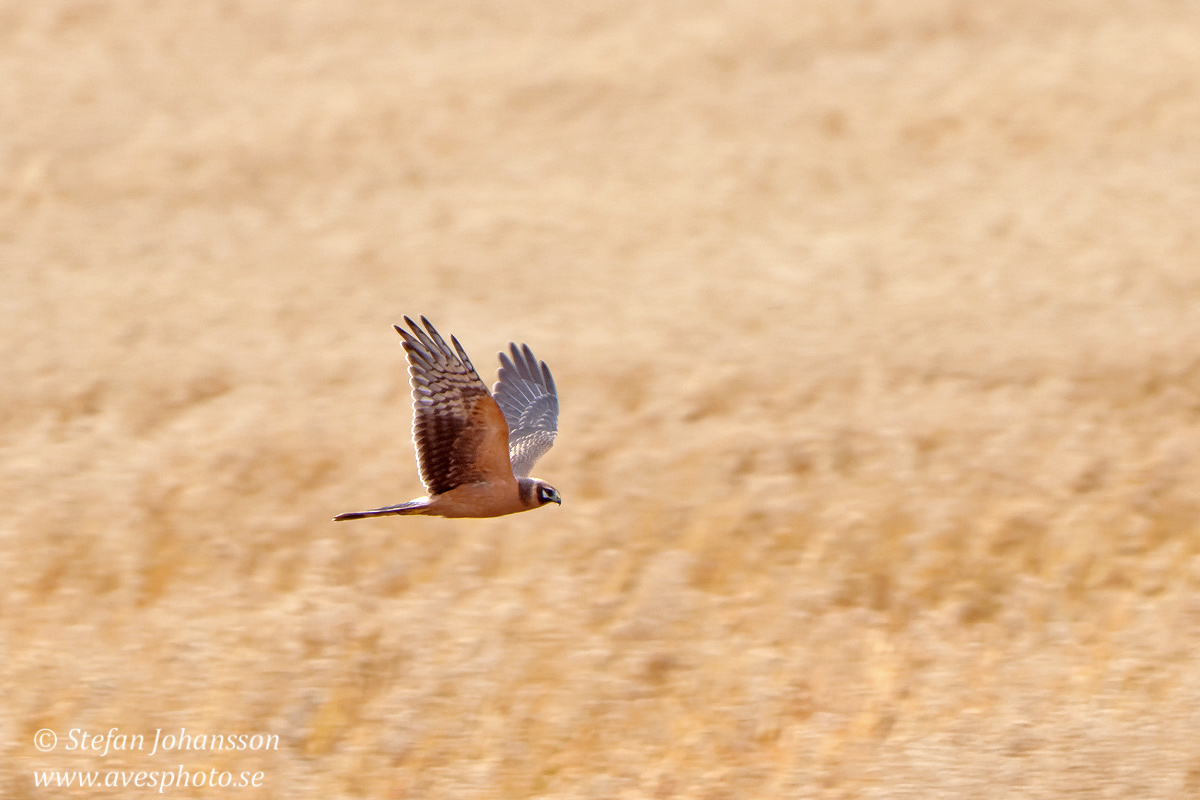 Stpphk / Pallid Harrier Circus macrourus