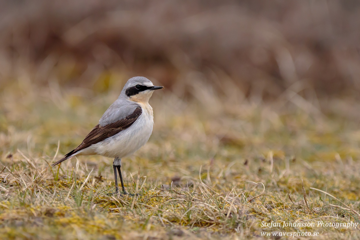 Stenskvätta / Northern Wheatear  