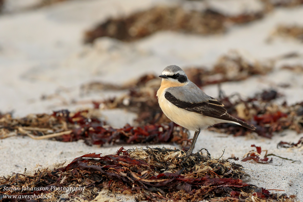 Stenskvätta / Northern Wheatear  