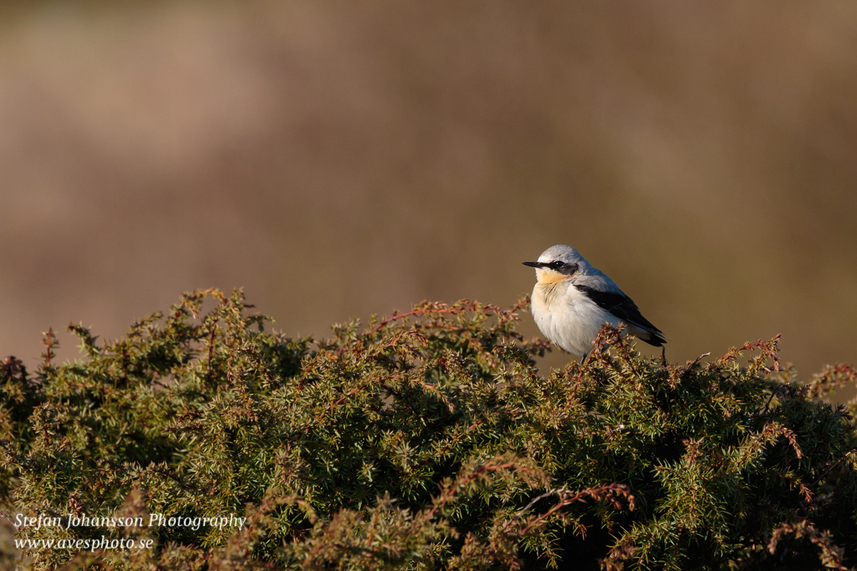 Stenskvätta / Northern Wheatear  