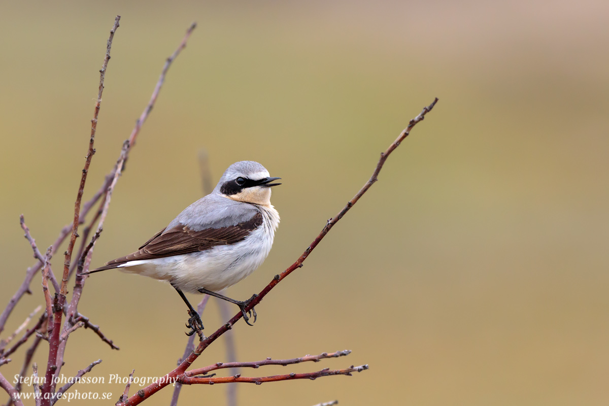 Stenskvätta / Northern Wheatear  