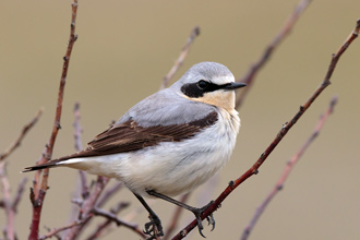 Stenskvätta / Northern Wheatear  