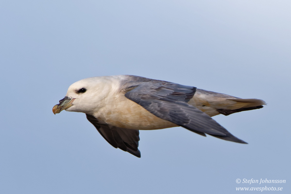 Stormfgel / Fulmar Fulmarus glacialis