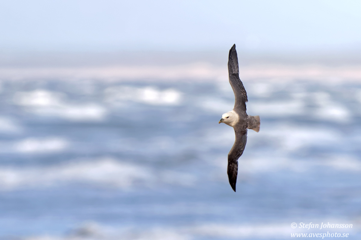 Stormfgel / Fulmar Fulmarus glacialis