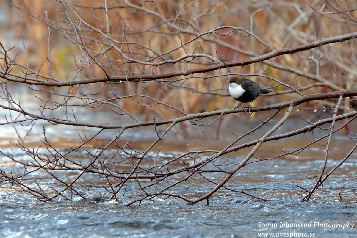 Strömstare / Dipper  Cinclus cinclus 