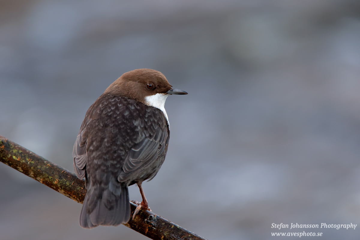 Strömstare / Dipper  Cinclus cinclus 