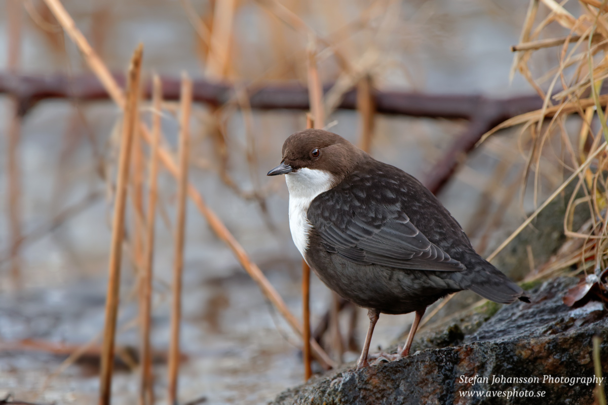 Strömstare / Dipper  Cinclus cinclus 