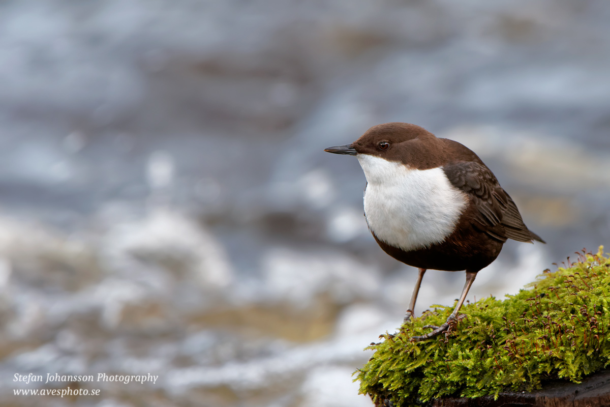 Strömstare / Dipper  Cinclus cinclus 