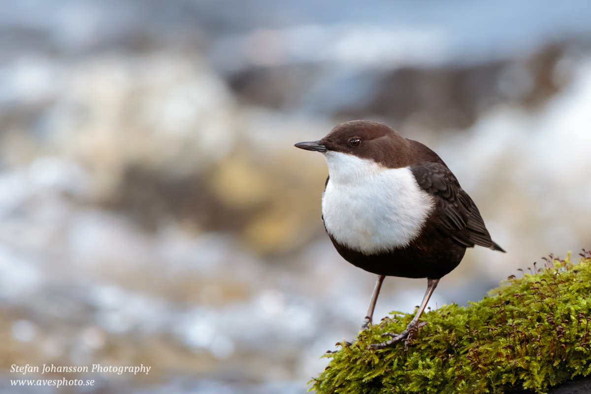 Strömstare / Dipper  Cinclus cinclus 