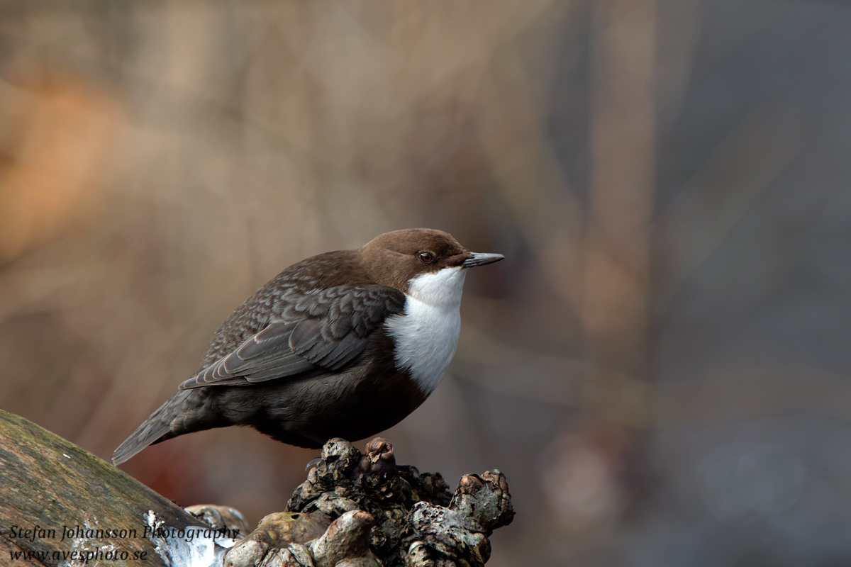 Strömstare / Dipper  Cinclus cinclus 