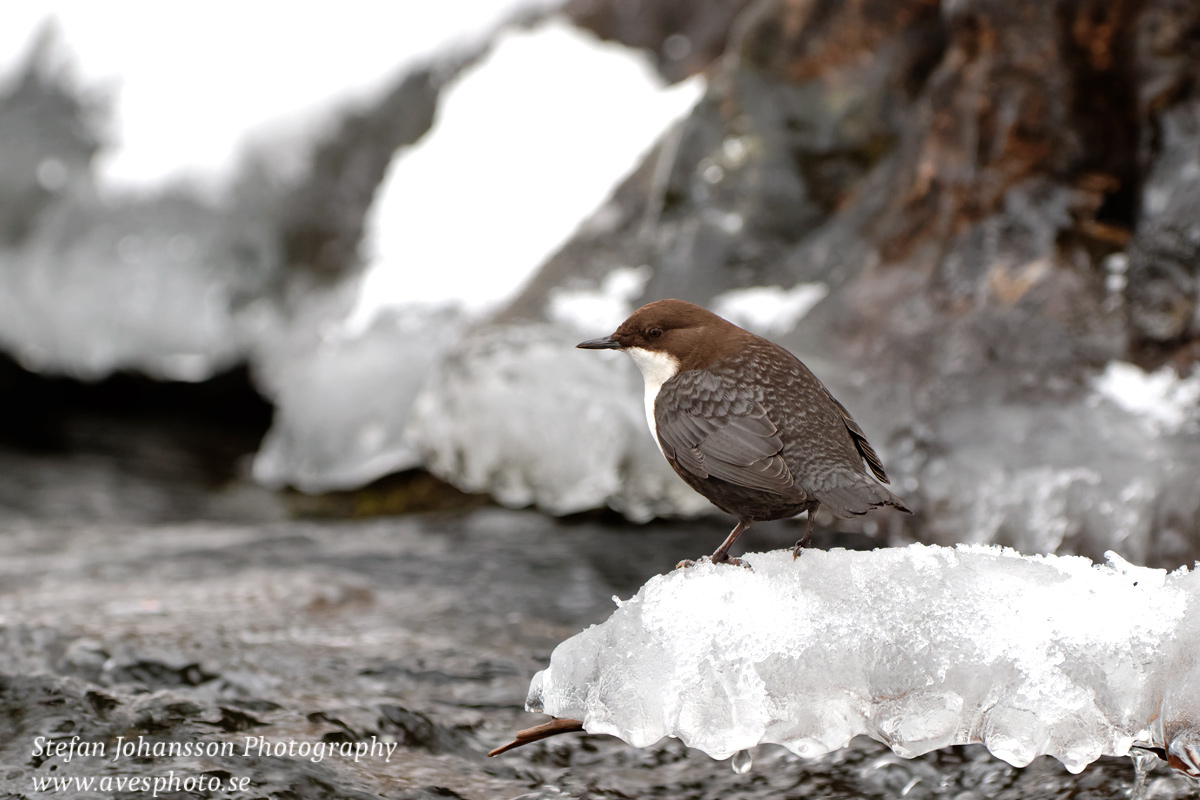 Strömstare / Dipper Cinclus cinclus 