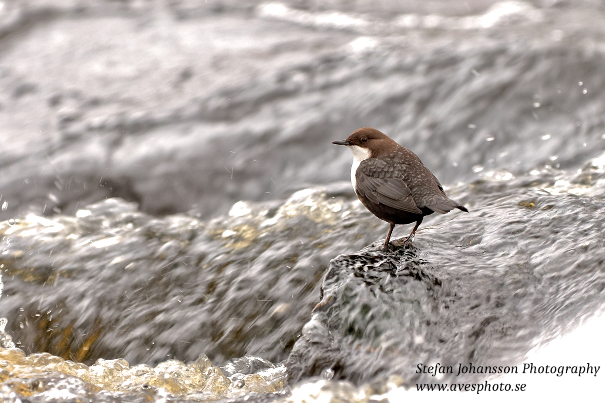 Strömstare / Dipper Cinclus cinclus 