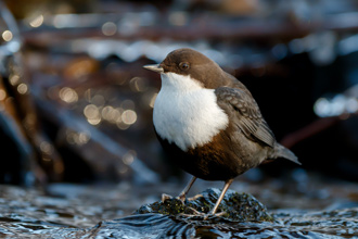 Strömstare / Dipper 