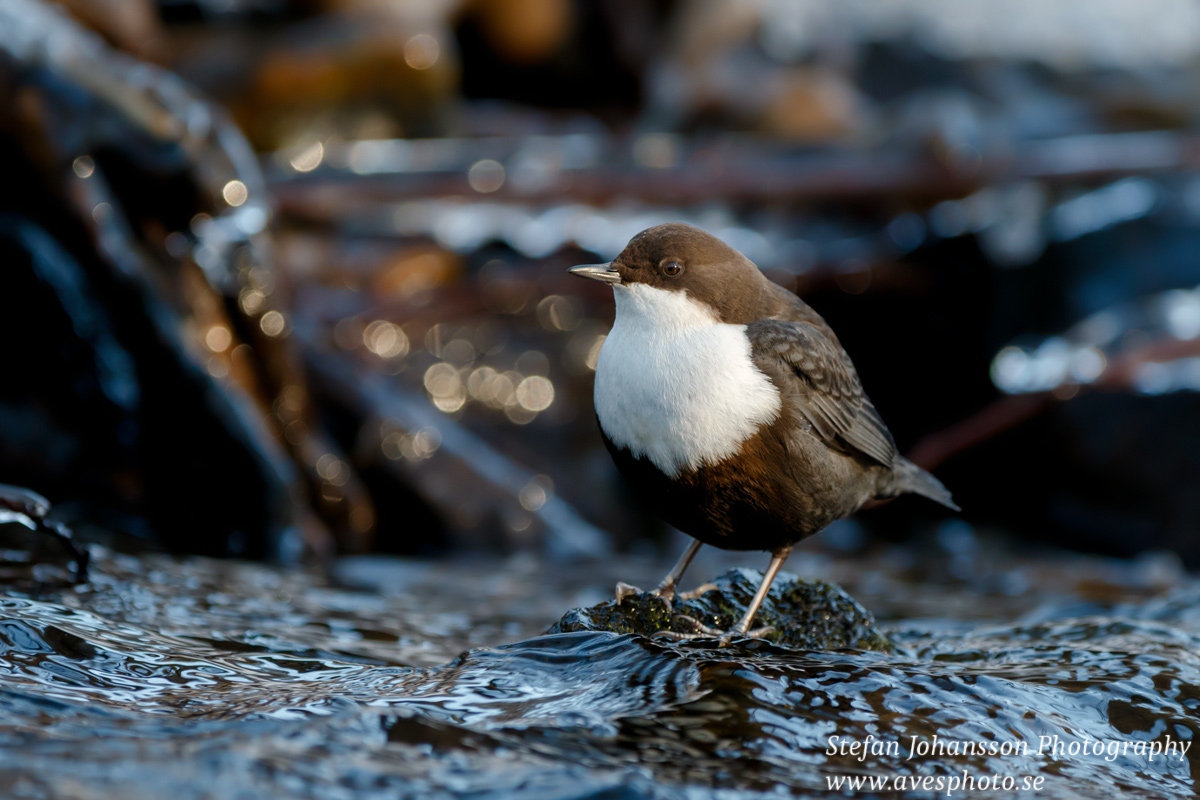 Strömstare / Dipper Cinclus cinclus 