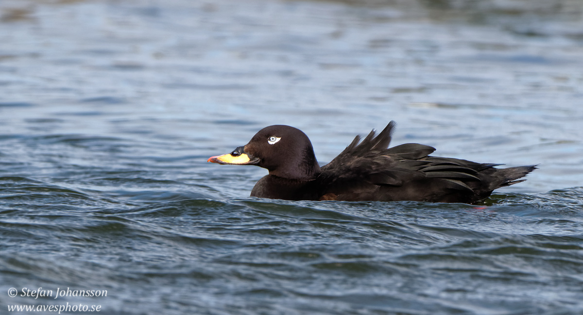 Svrta / Velvet Scoter Melanitta fusca Glommen, 