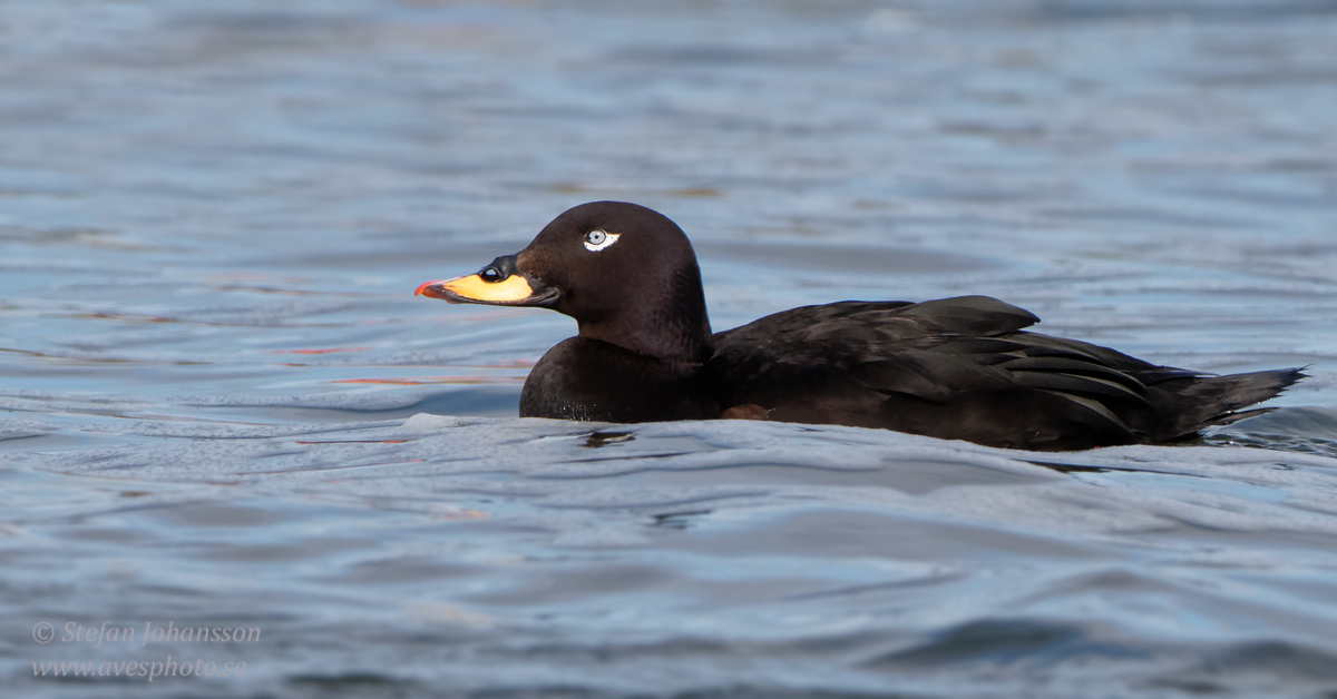 Svrta / Velvet Scoter Melanitta fusca Glommen, 