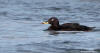 Svrta / Velvet Scoter Melanitta fusca Glommen, 