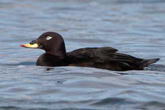 Svärta / Velvet Scoter 