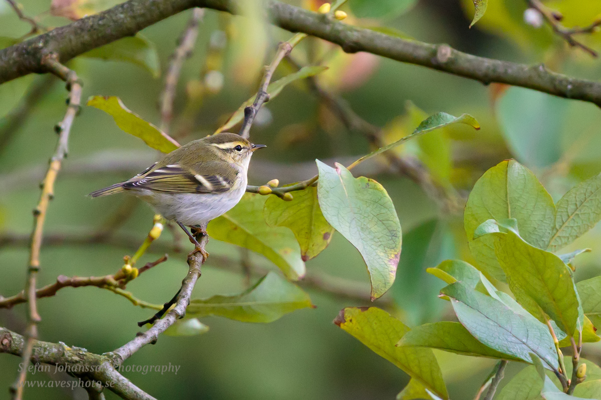 Taigasångare / Yellow-browed Warbler Phylloscopus inornatus 